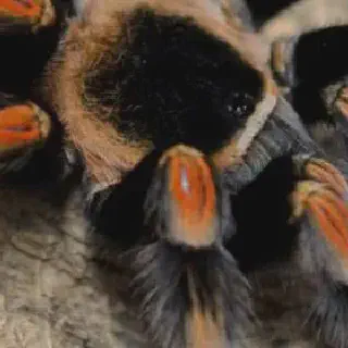 /img/23937-mexican-pink-knee-tarantula-health.webp