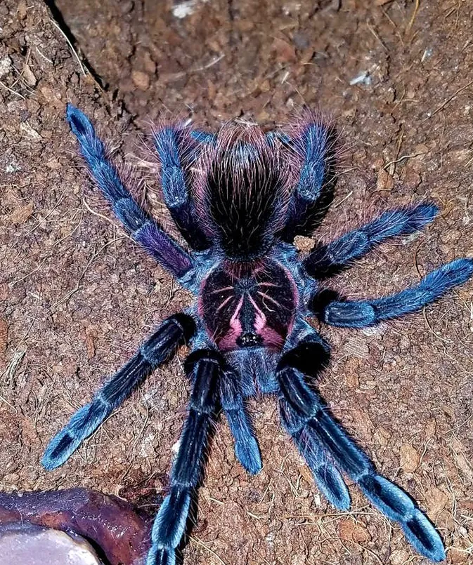 /img/23938-tarantula-bakimi-onemli.webp