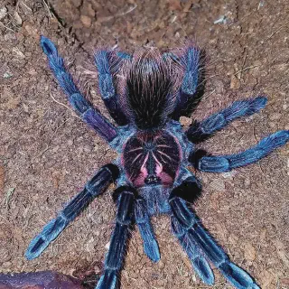 /img/23938-tarantula-bakimi-onemli.webp