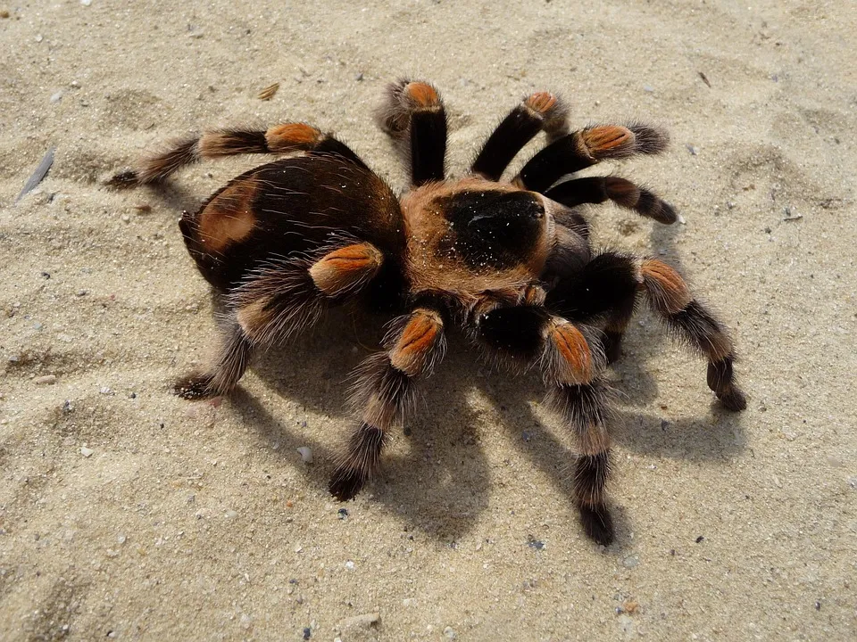 23938 tarantula hastalik