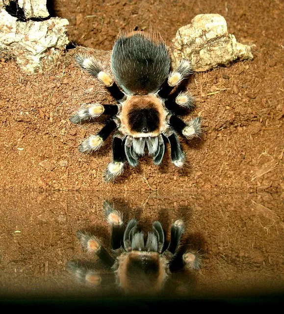 23938 tarantula isi ve nem