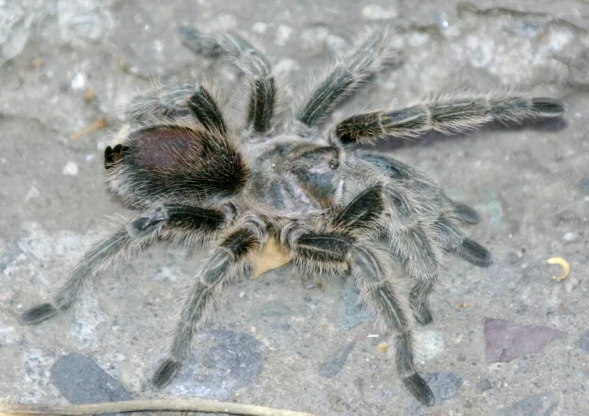 23938 tarantula terrarium