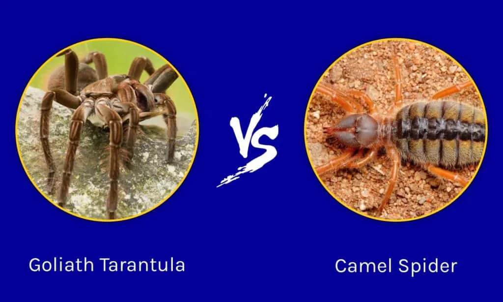 23939 goliath tarantula vs snake image6
