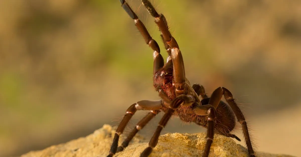 /img/23939-goliath-tarantula-vs-snake-image7.webp