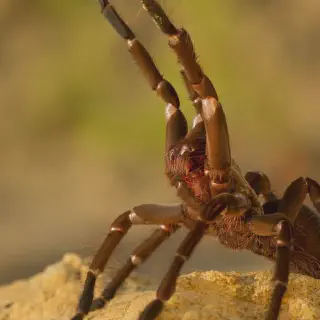 /img/23939-goliath-tarantula-vs-snake-image7.webp