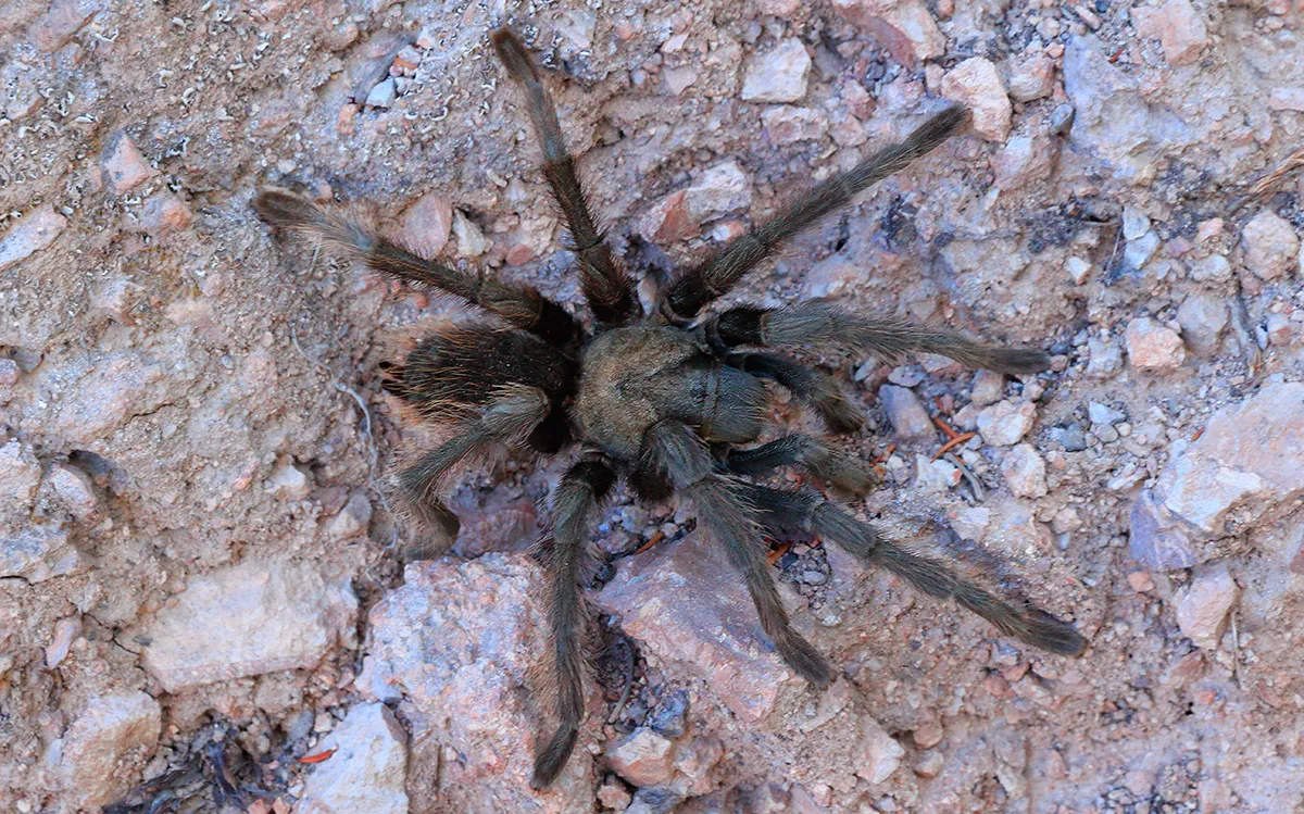 23941 tarantula handling