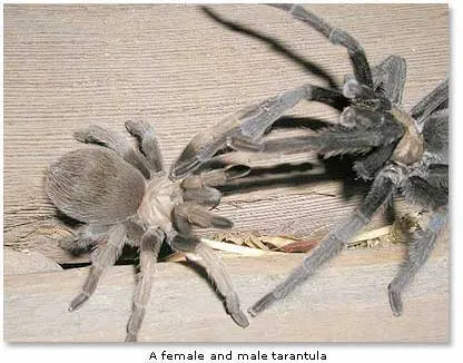 23941 tarantula molting