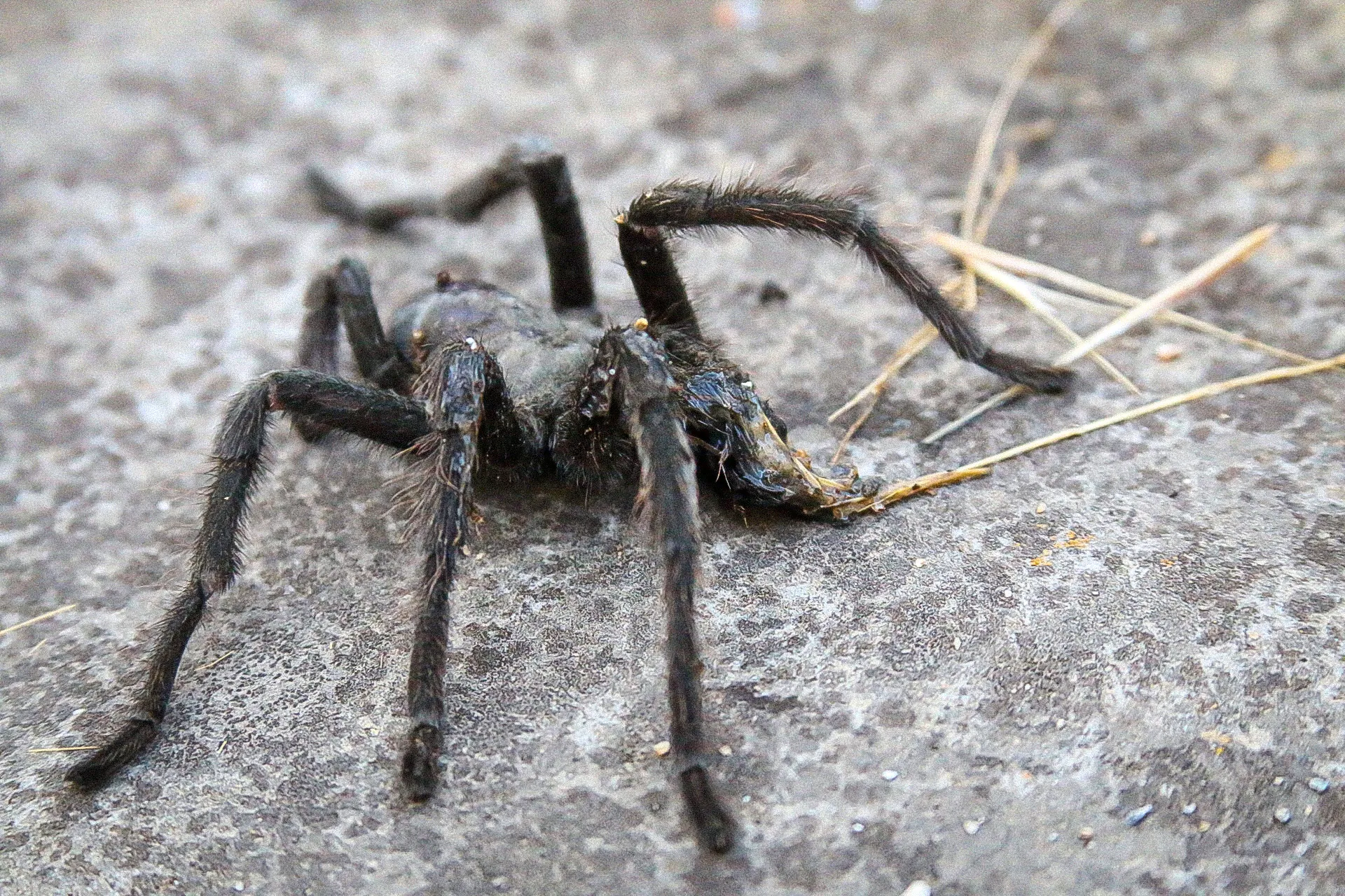 23941 tarantula species choice