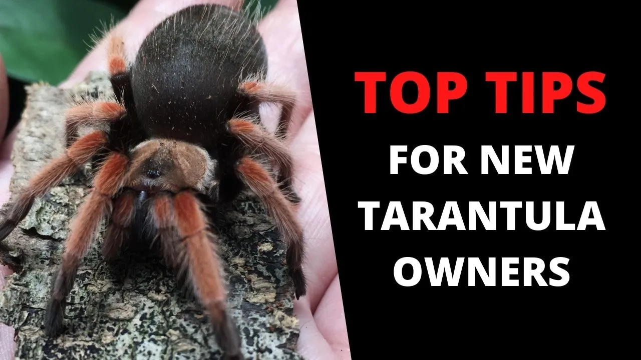23942 tarantula enclosure nz