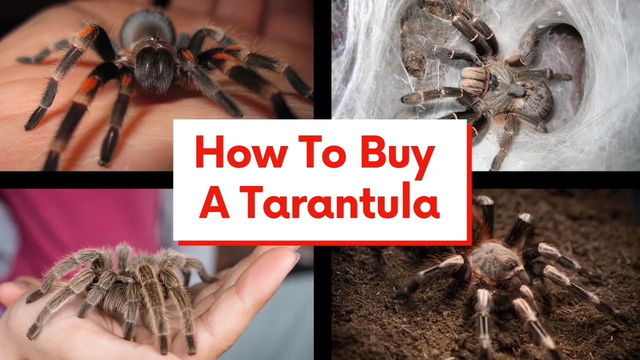 23942 tarantula feeding nz