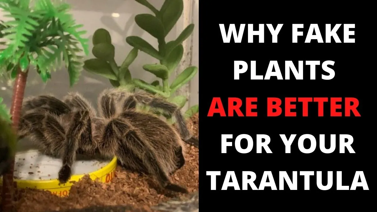 23942 tarantula lifespan nz
