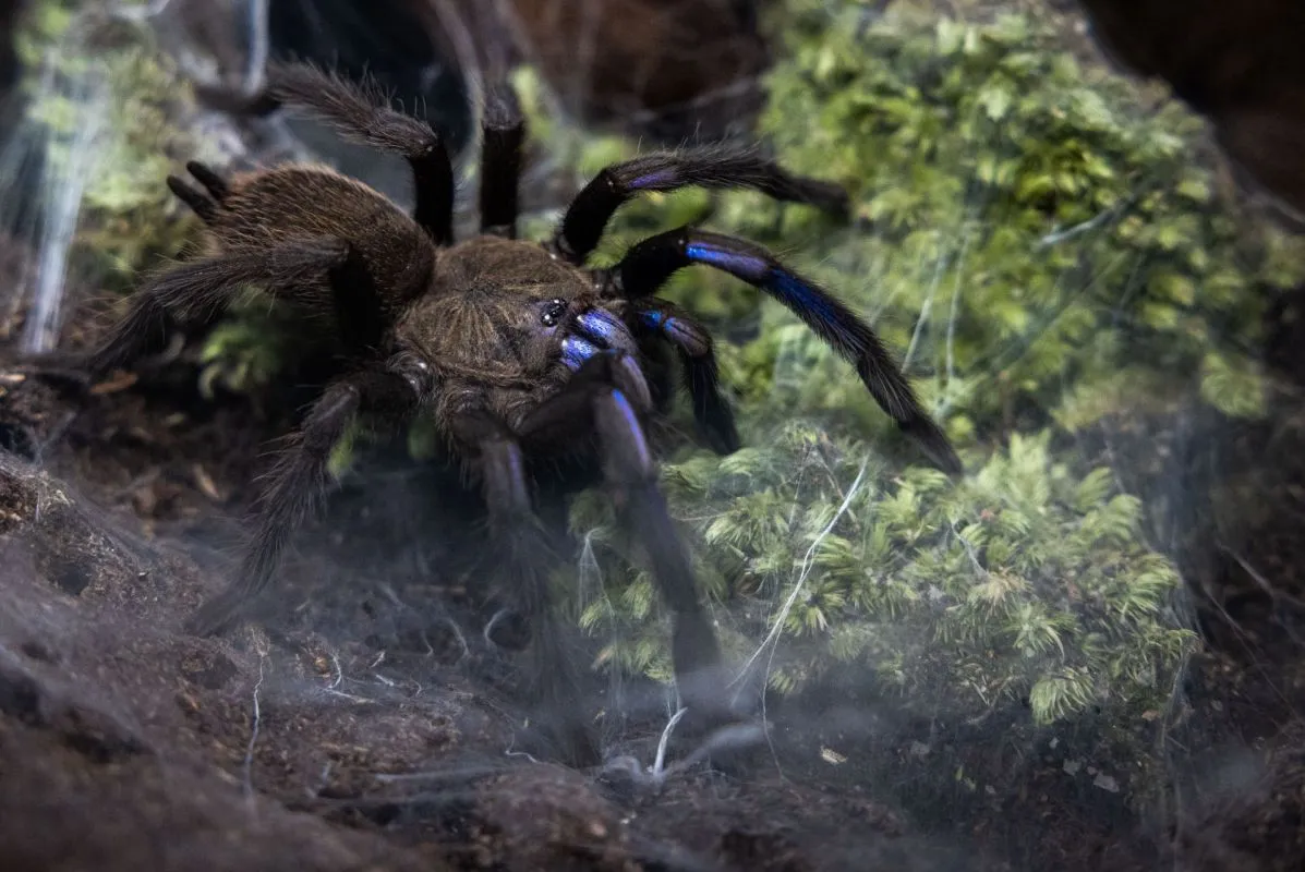 /img/23942-tarantula-owner-nz.webp