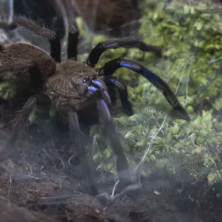 /img/23942-tarantula-owner-nz.webp