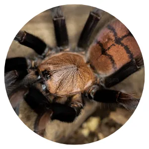 23946 tarantula enclosure
