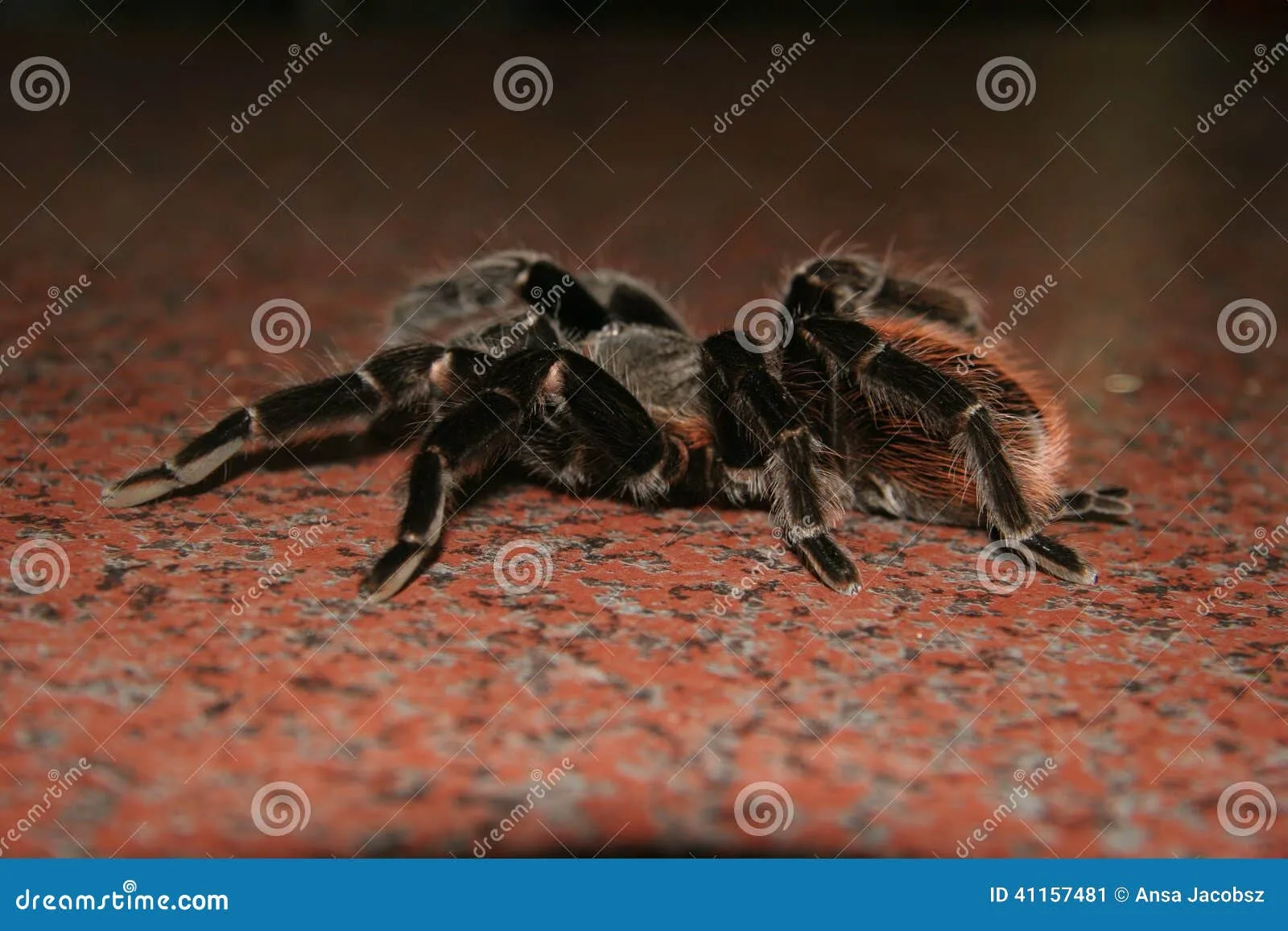 23946 tarantula feeding