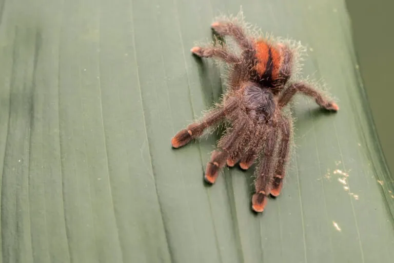 23957 pink toe tarantula aging