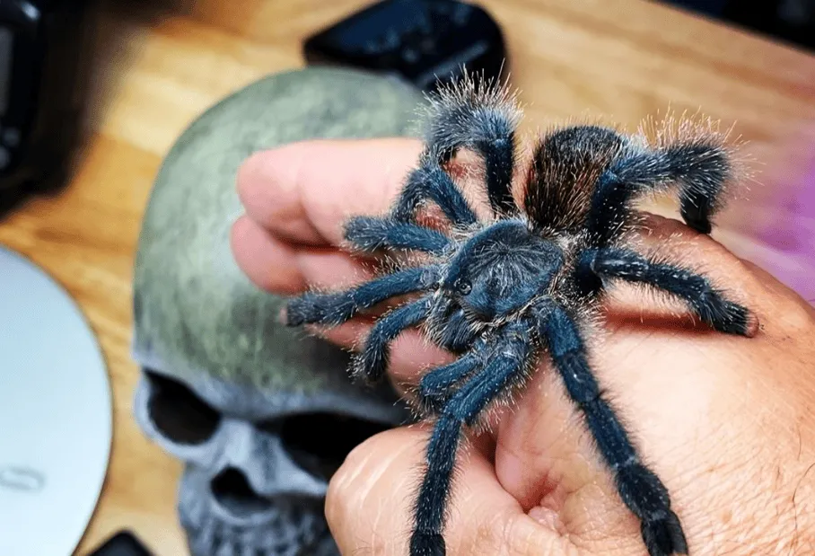 23957 pink toe tarantula feeding