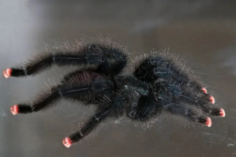 /img/23957-pink-toe-tarantula-health.webp