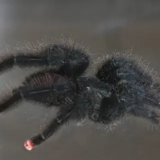 /img/23957-pink-toe-tarantula-health.webp