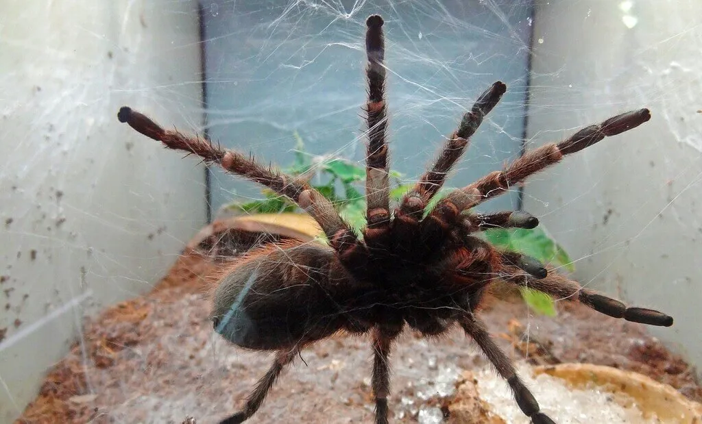 23957 pink toe tarantula molting