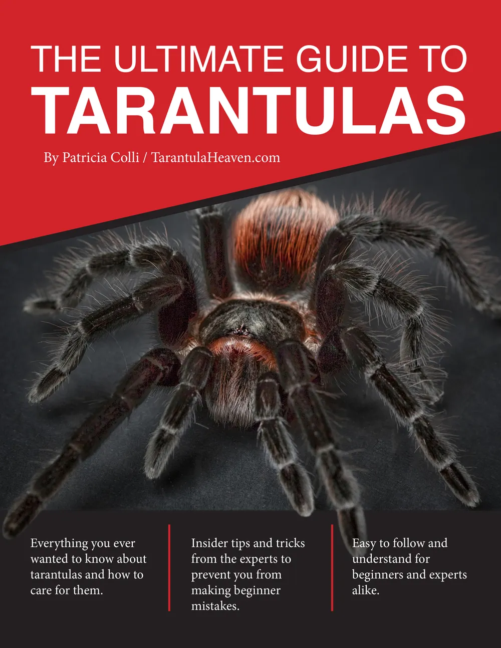 23958 tarantula catching technique
