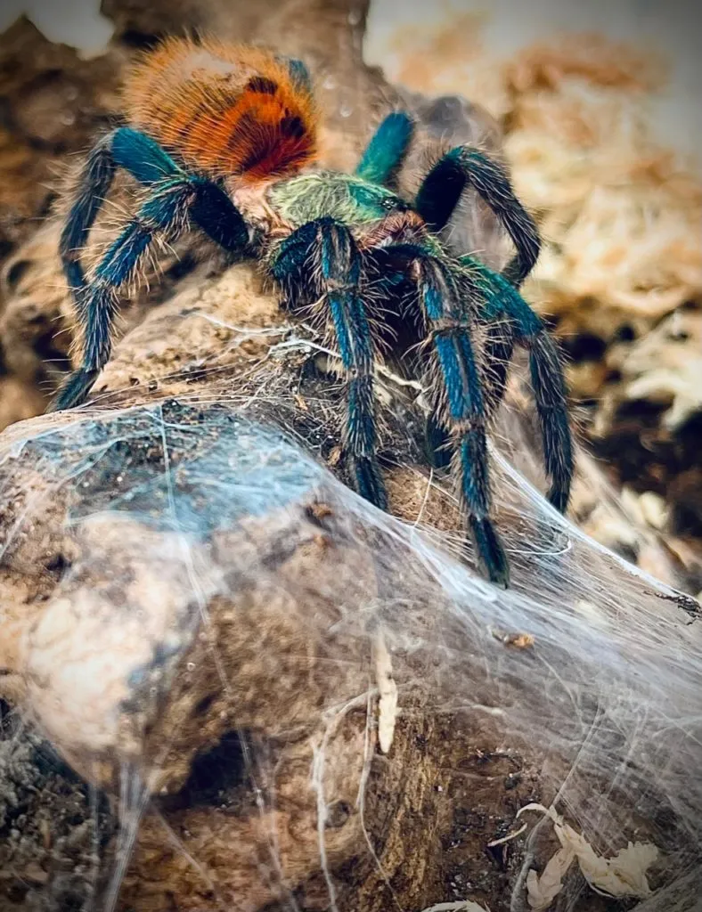 23959 pendulum tarantula image4