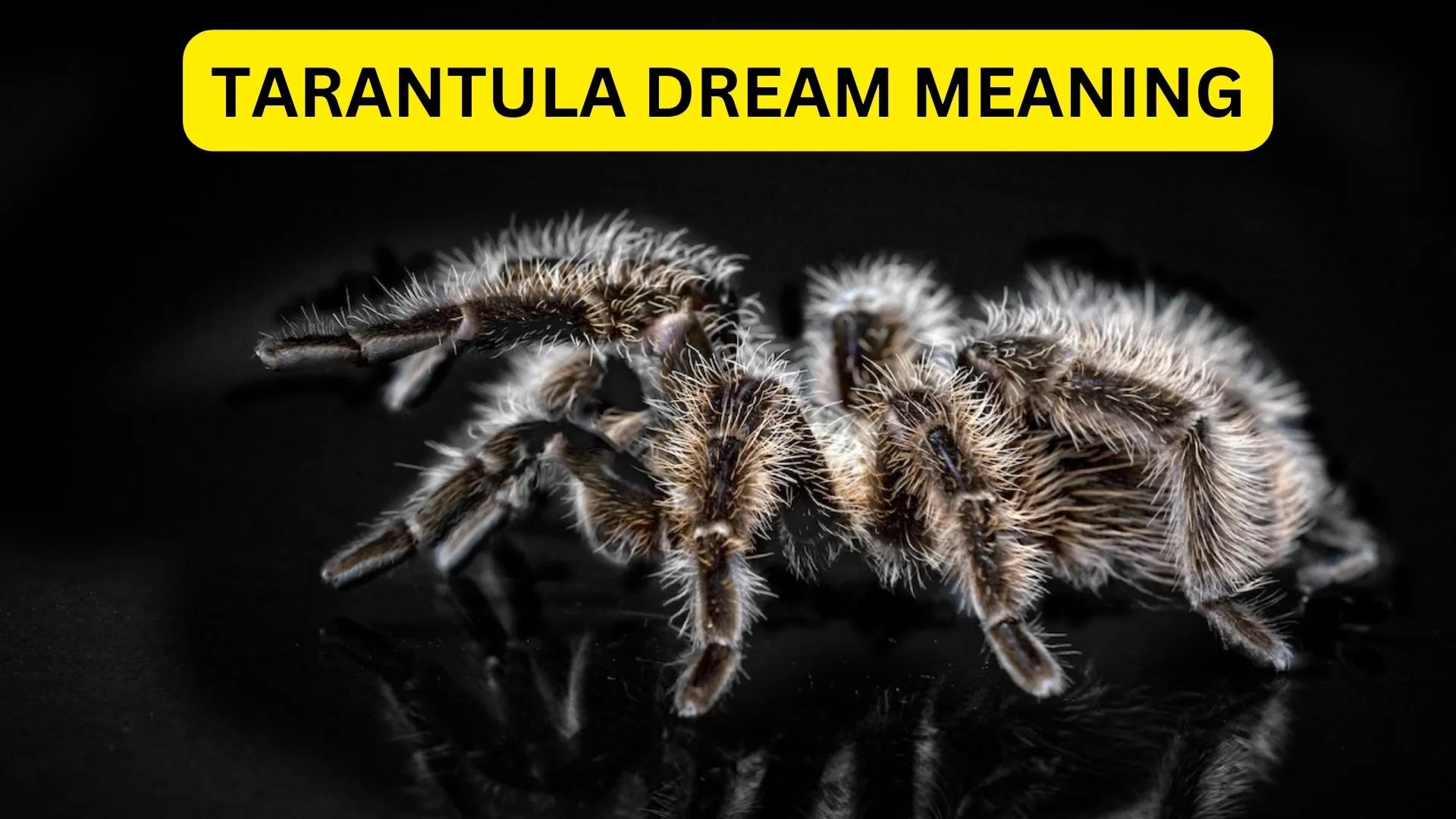23959 pendulum tarantula image5