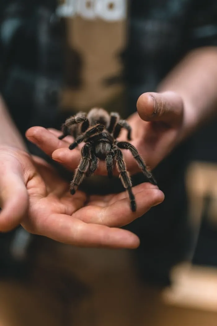 23959 pendulum tarantula image6