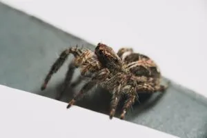 /img/23959-pendulum-tarantula-image7.webp
