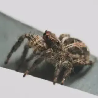 /img/23959-pendulum-tarantula-image7.webp