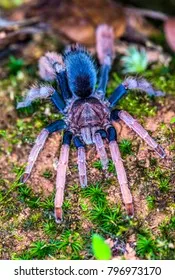 23964 beginner tarantula