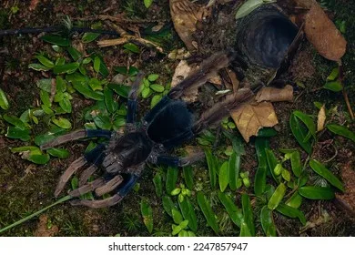 23964 feeding tarantula