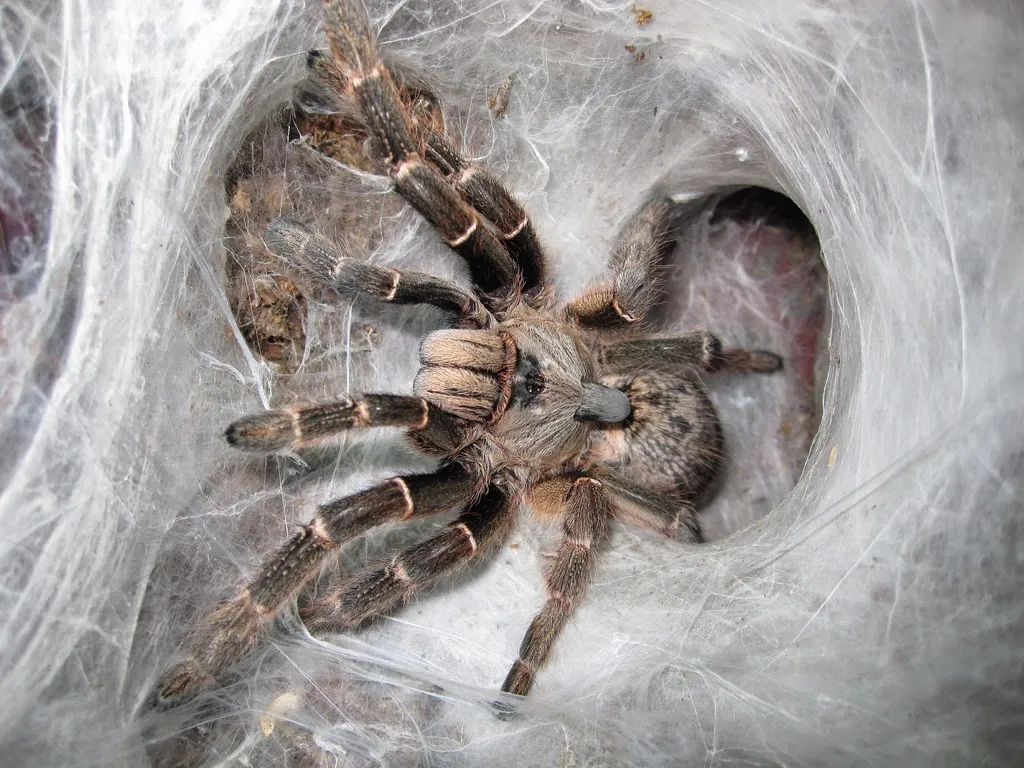 /img/23964-tarantula-enclosure.webp