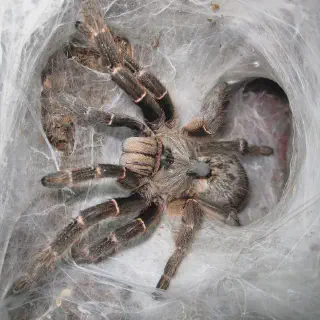 /img/23964-tarantula-enclosure.webp