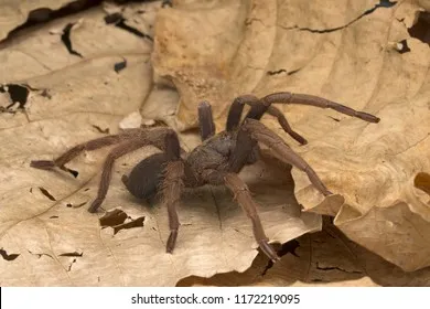 23964 tarantula habitat
