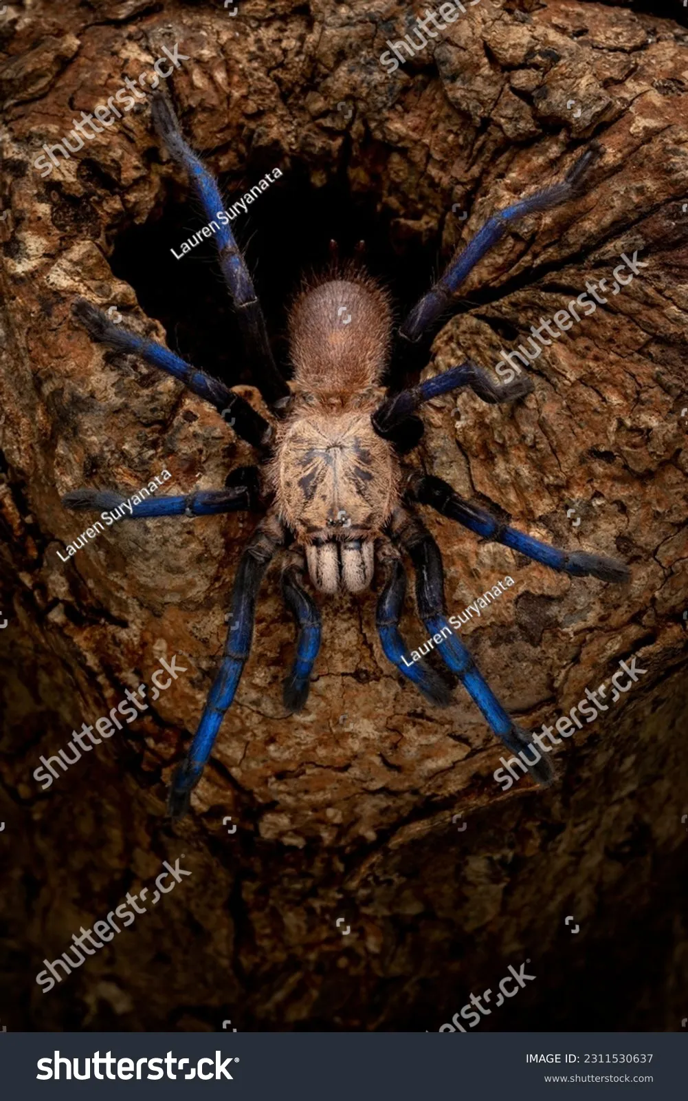 23964 tarantula health