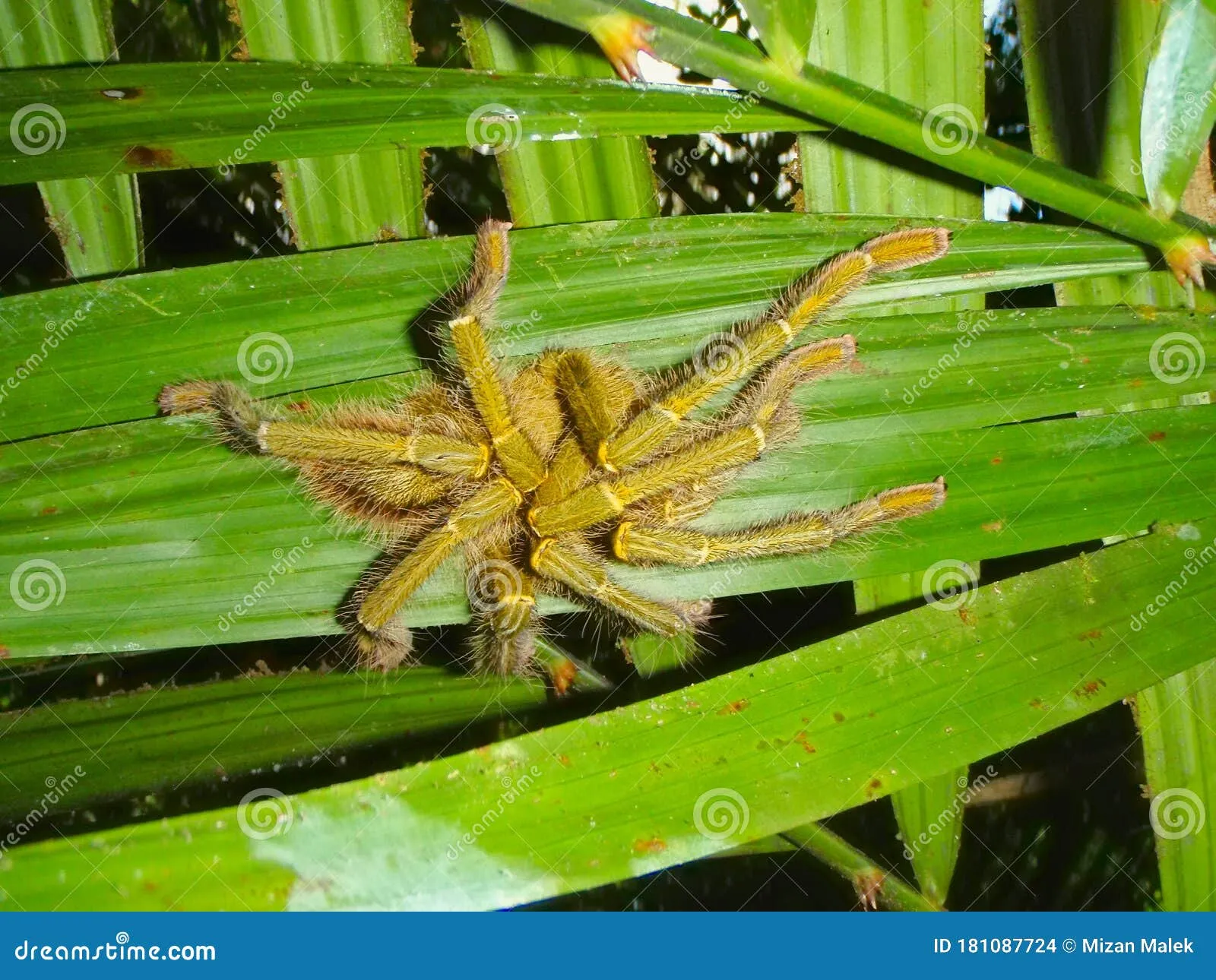 23964 tarantula species