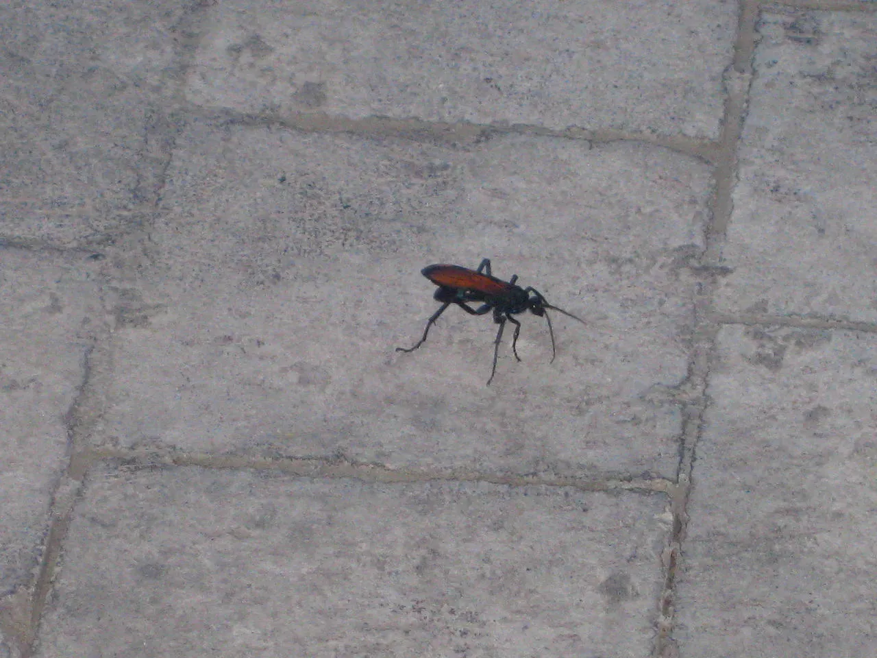 /img/23966-tarantula-hawk-deutsch-defense.webp