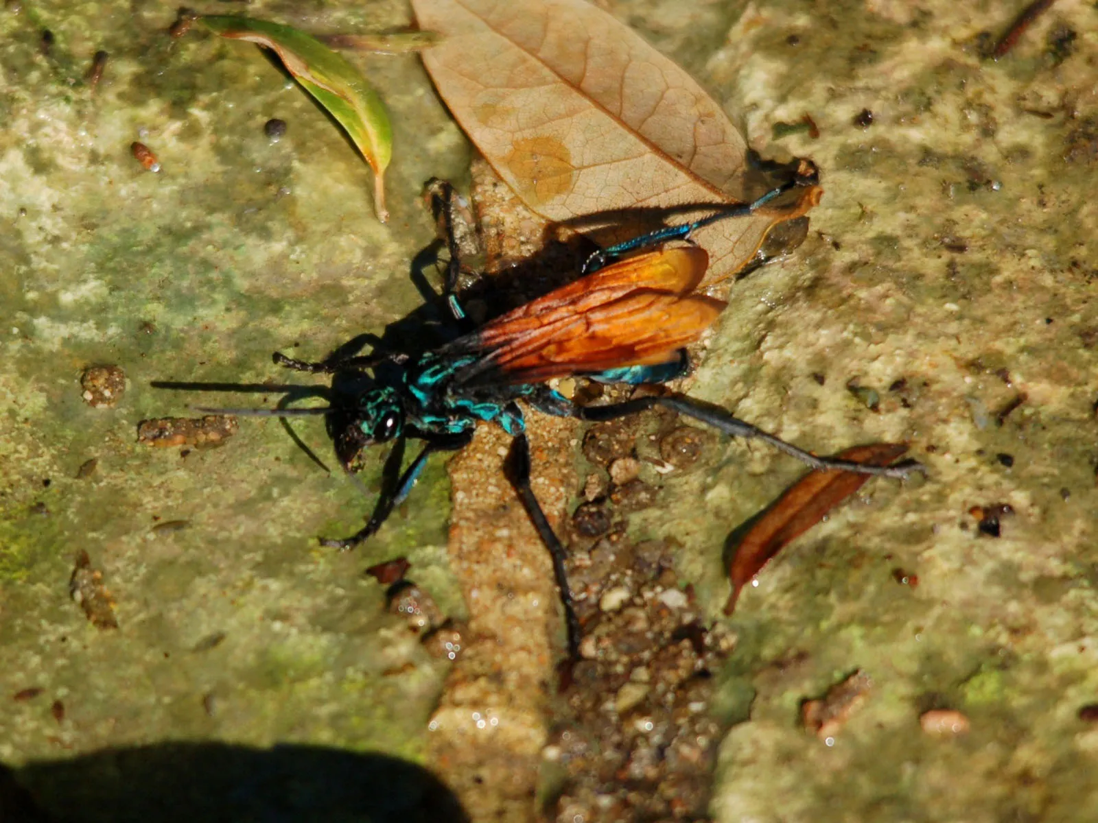 23966 tarantula hawk deutsch habitat