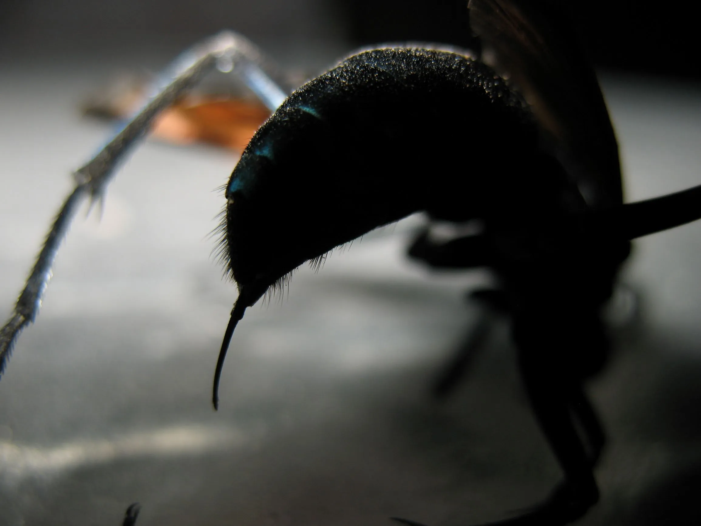 23966 tarantula hawk deutsch lifecycle