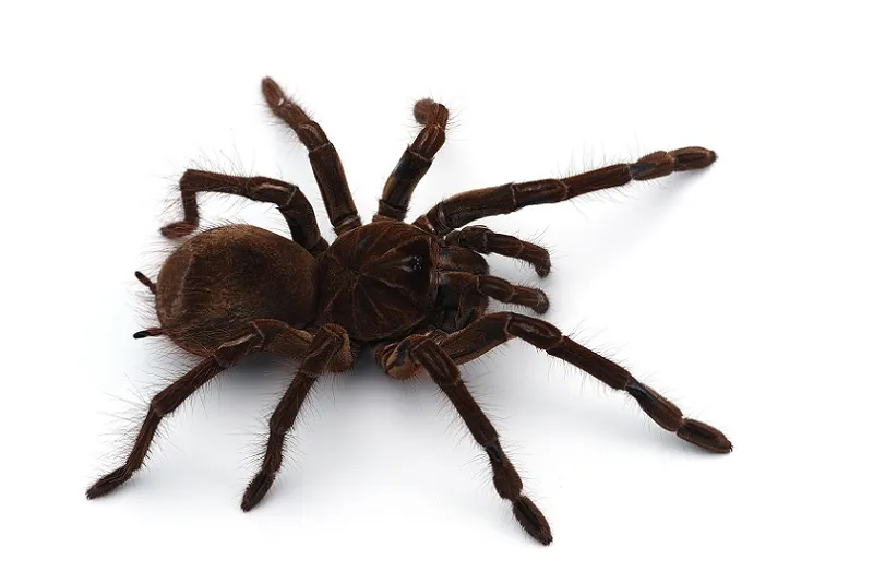 23967 goliath birdeater 1