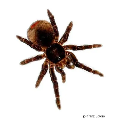 23967 goliath birdeater 2