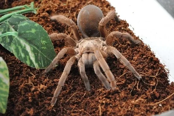 23967 goliath birdeater 3