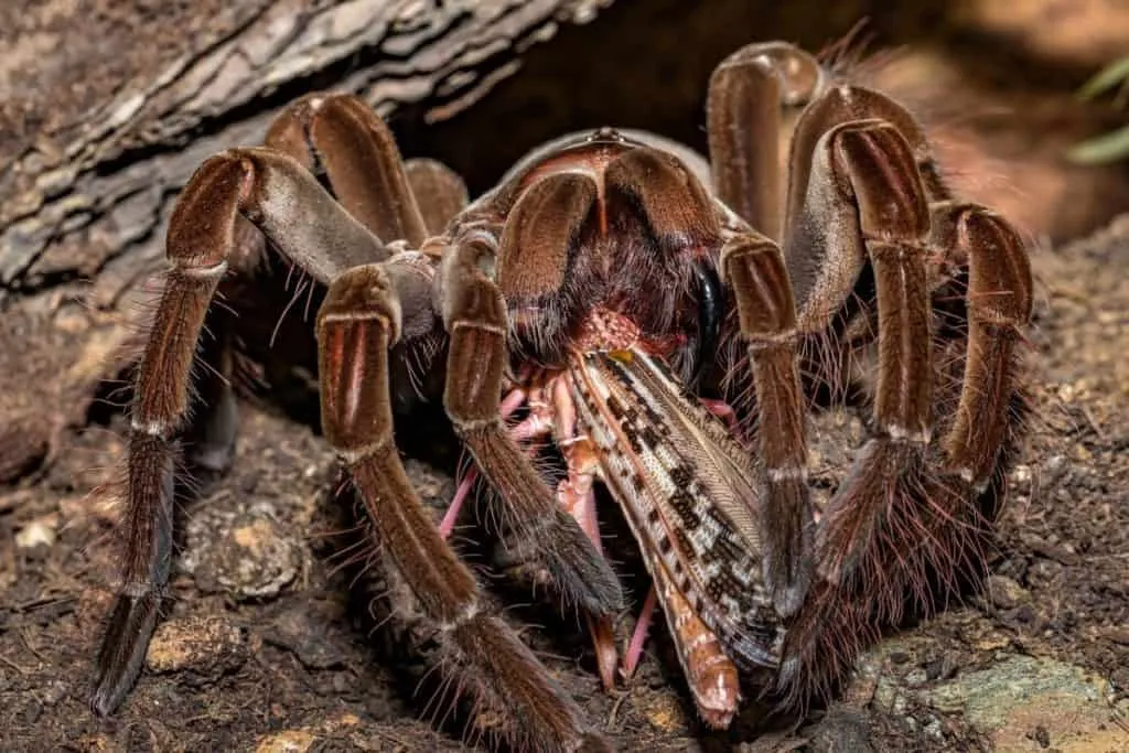 23967 goliath birdeater 4