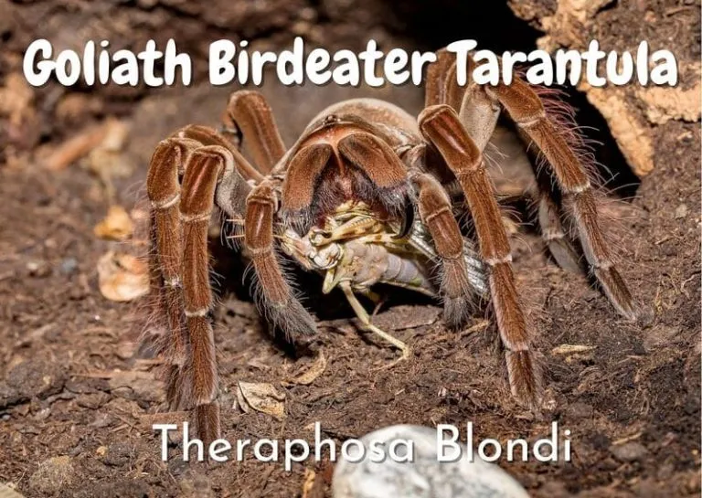 23967 goliath birdeater 5