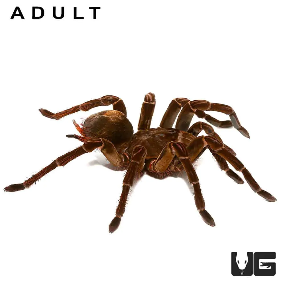 /img/23967-goliath-birdeater-7.webp