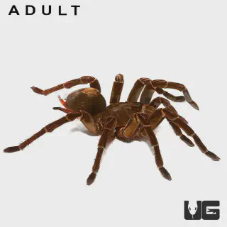 /img/23967-goliath-birdeater-7.webp