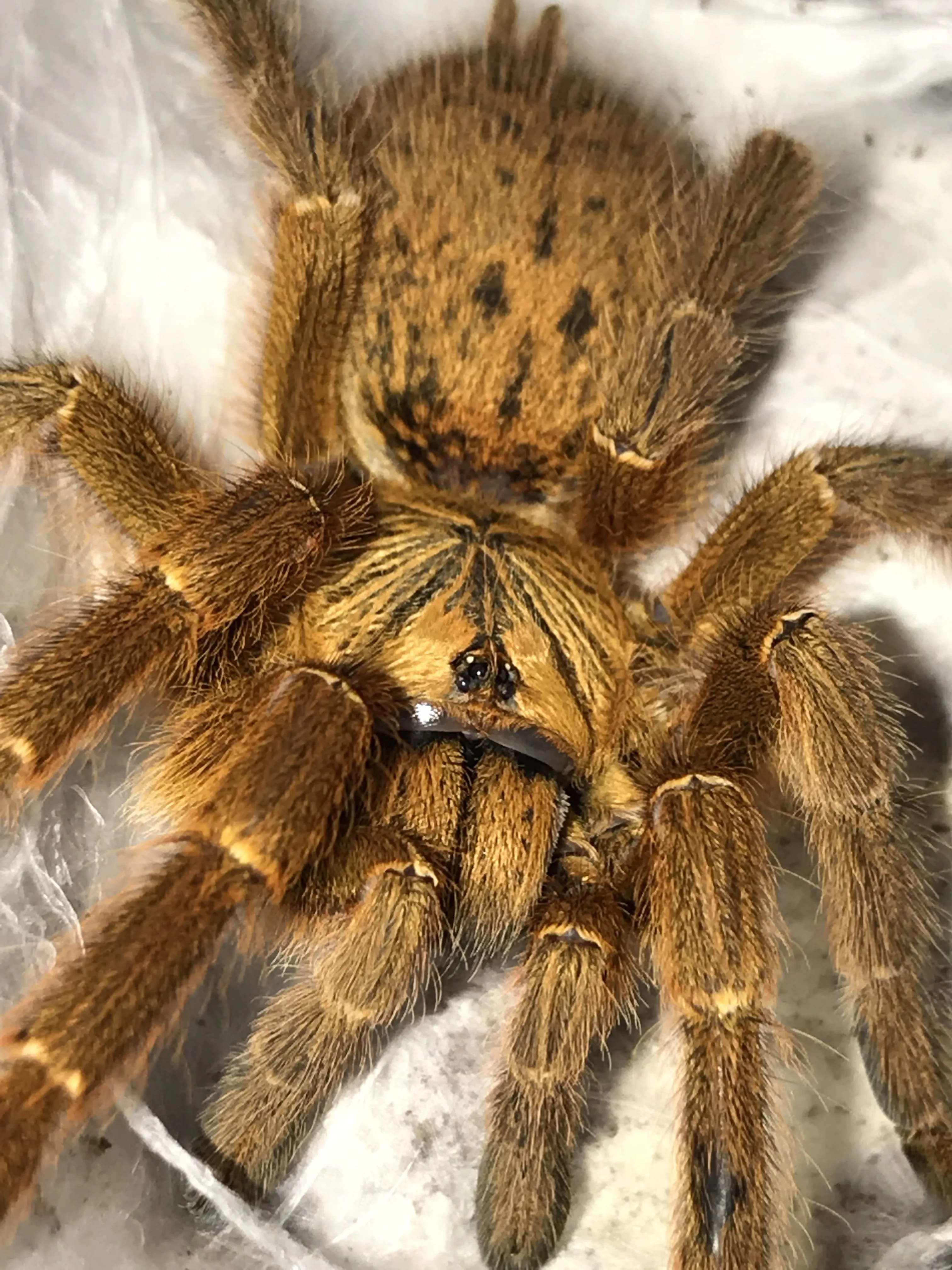 23969 coconut fiber substrate