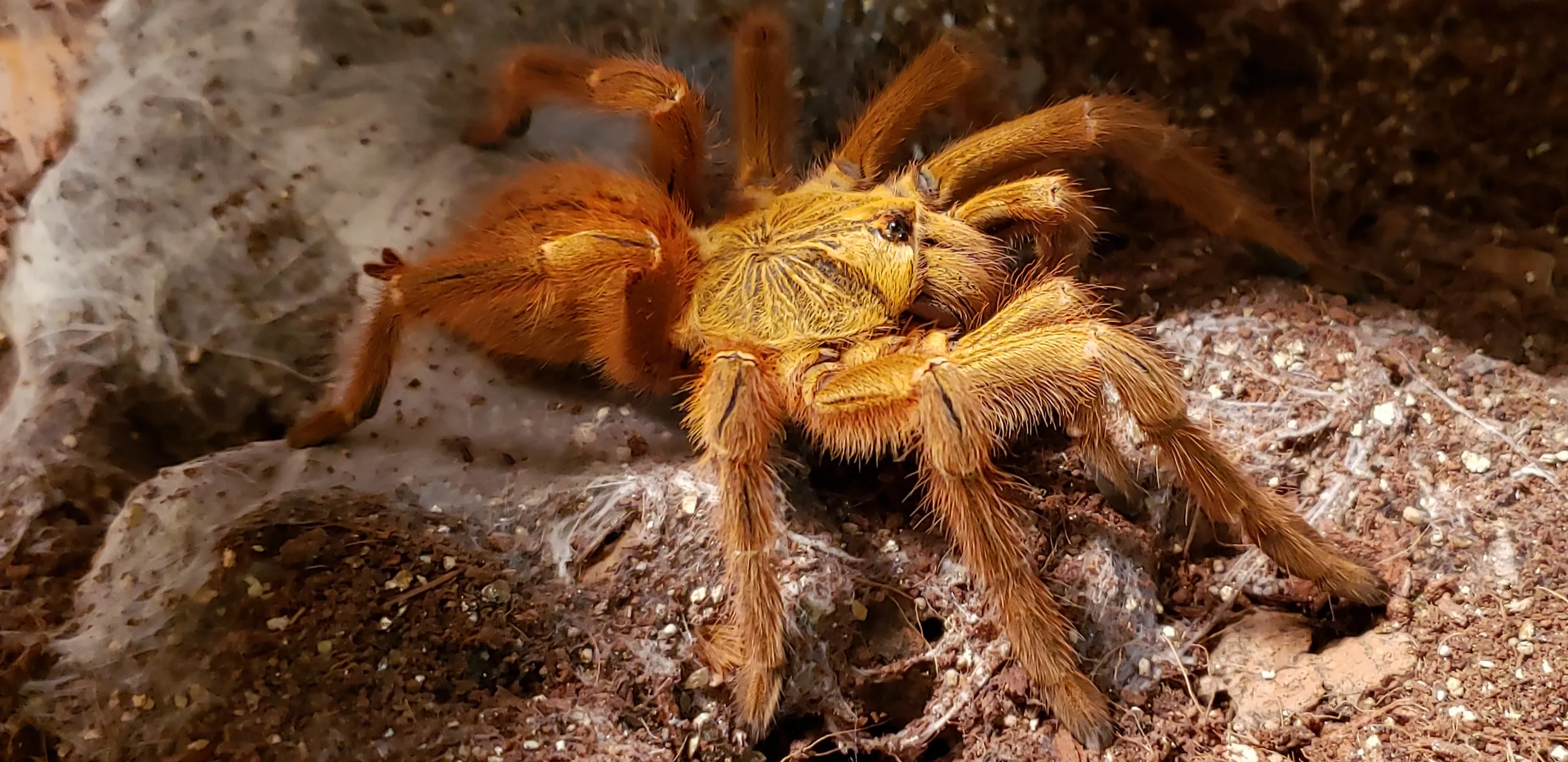 23969 obt tarantula substrate overview