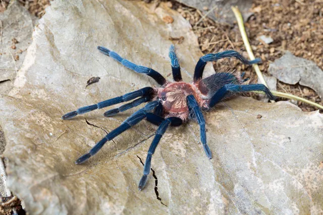 /img/23972-tarantula-legal.webp